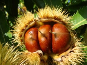 Gros plan Bogue Châtaignes ©Sabaton, zin in frankrijk