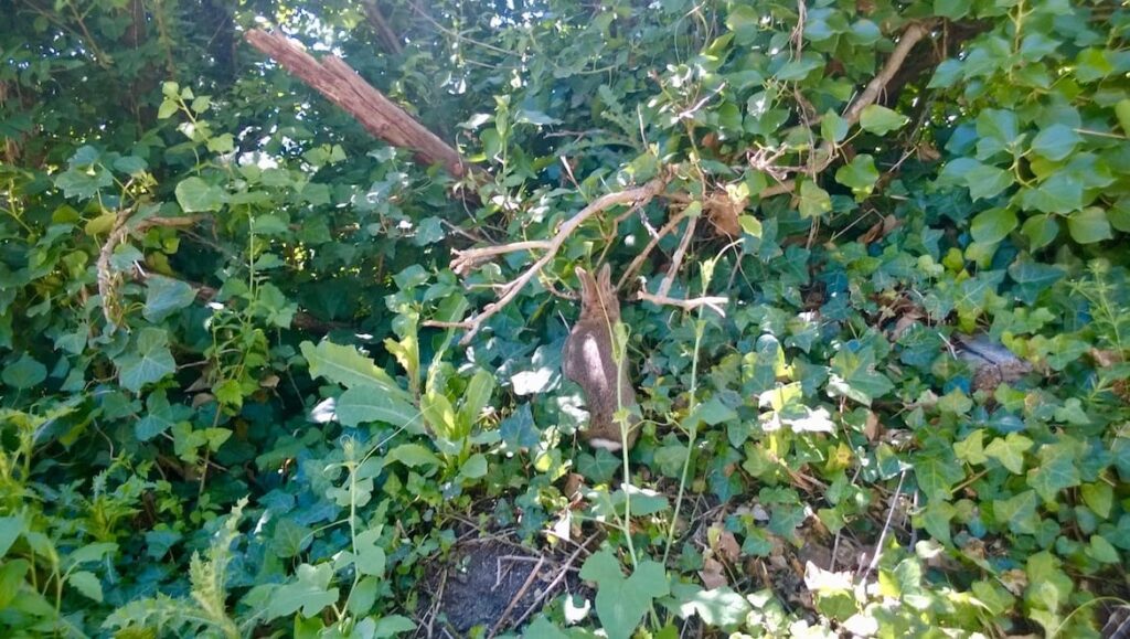 Ile aux Moines konijn pvf, mooie plaatsen Morbihan