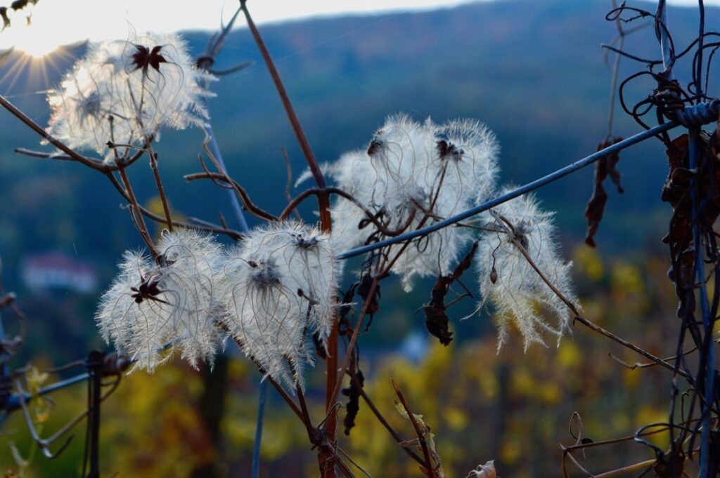 Ribeauville wijnvelden PVF, Wandelen in Ribeauvillé