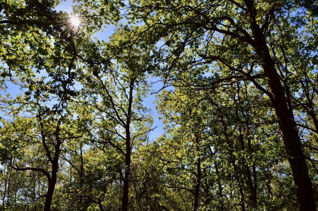 Bos bij Lac de Saint-Agnan