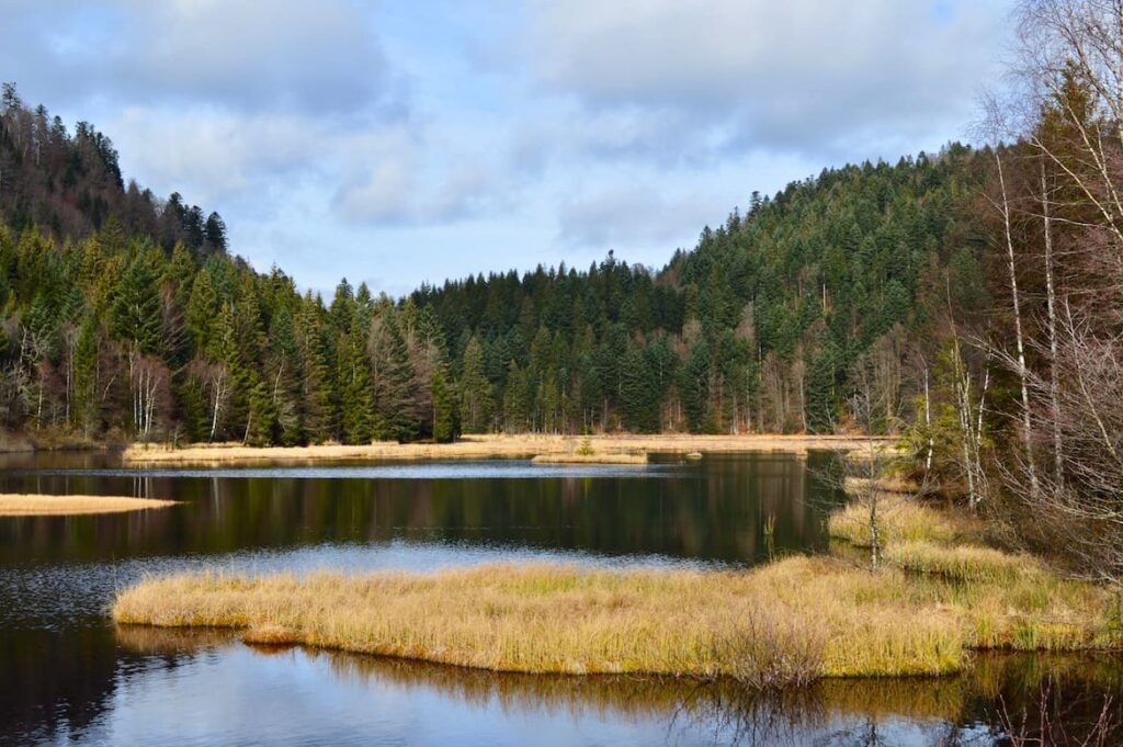 Lac de Lispach moeras wandelen vogezen pvf, wandelen La Bresse Vogezen